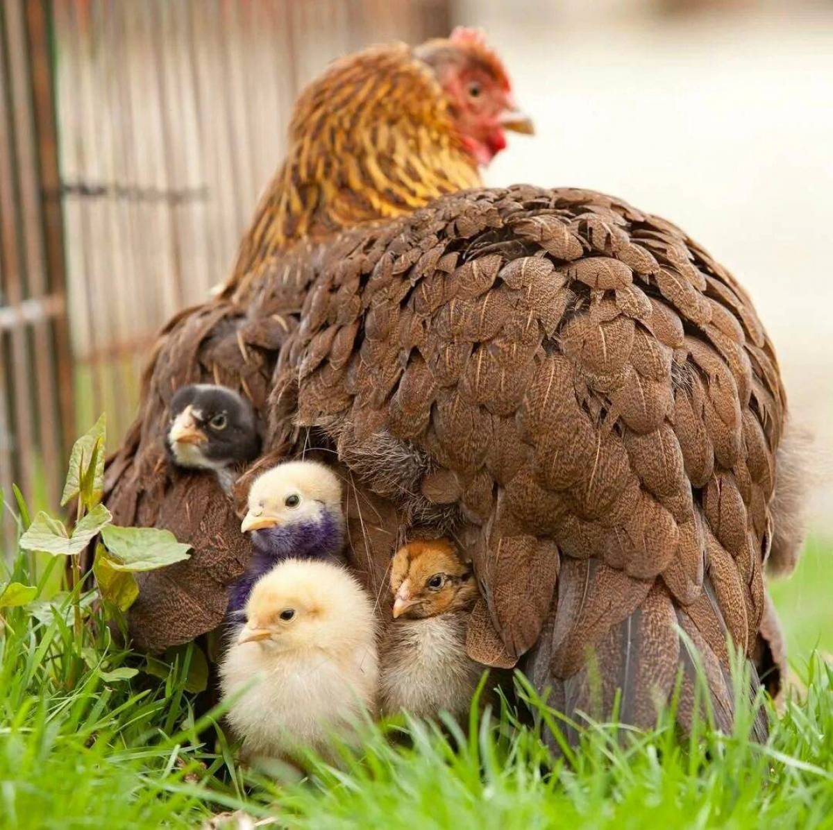 Кура наседка. Курица наседка Квочка. Фазан Квочка наседка с птенцами. Курица с цыплятами. Наседка с цыплятами.