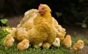 Раскраска курица с цыплятами #4 #100019