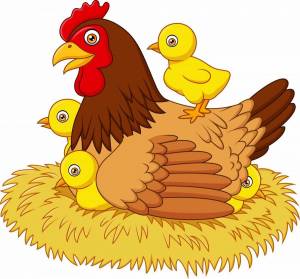 Раскраска курица с цыплятами #9 #100024