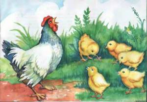 Раскраска курица с цыплятами #15 #100030