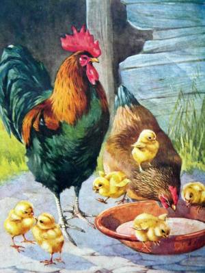 Раскраска курица с цыплятами #21 #100036