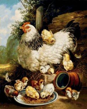 Раскраска курица с цыплятами #28 #100043