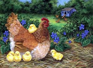 Раскраска курица с цыплятами #35 #100050