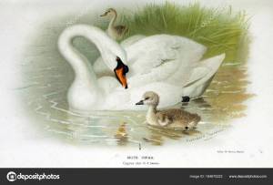 Раскраска лебедь для детей #20 #101462