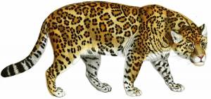 Раскраска леопард для детей #8 #102839
