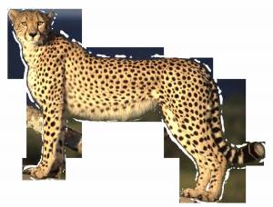 Раскраска леопард для детей #27 #102858