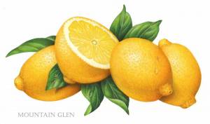 Раскраска лимон для детей #21 #103137