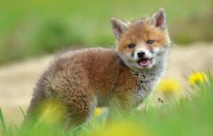 Раскраска лисенок #21 #103322