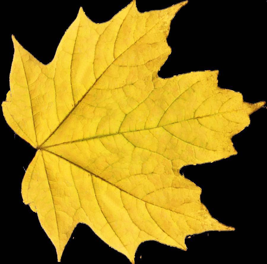 Легкий желтый лист. Кленовые листочки желтые. Осенние листья. Осенние листочки. Желтый Лис.