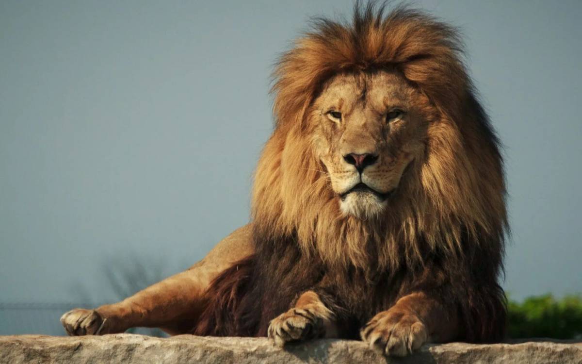 Льва #28