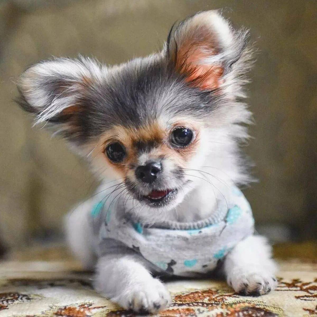 Название самой маленькой породы собак. Карликовый чихуахуа. Собачка чихуахуа. Порода собак чихуахуа. Лиловый чихуахуа длинношерстный.