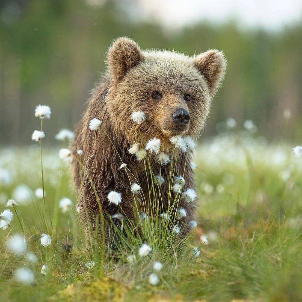 картинки на день медведя