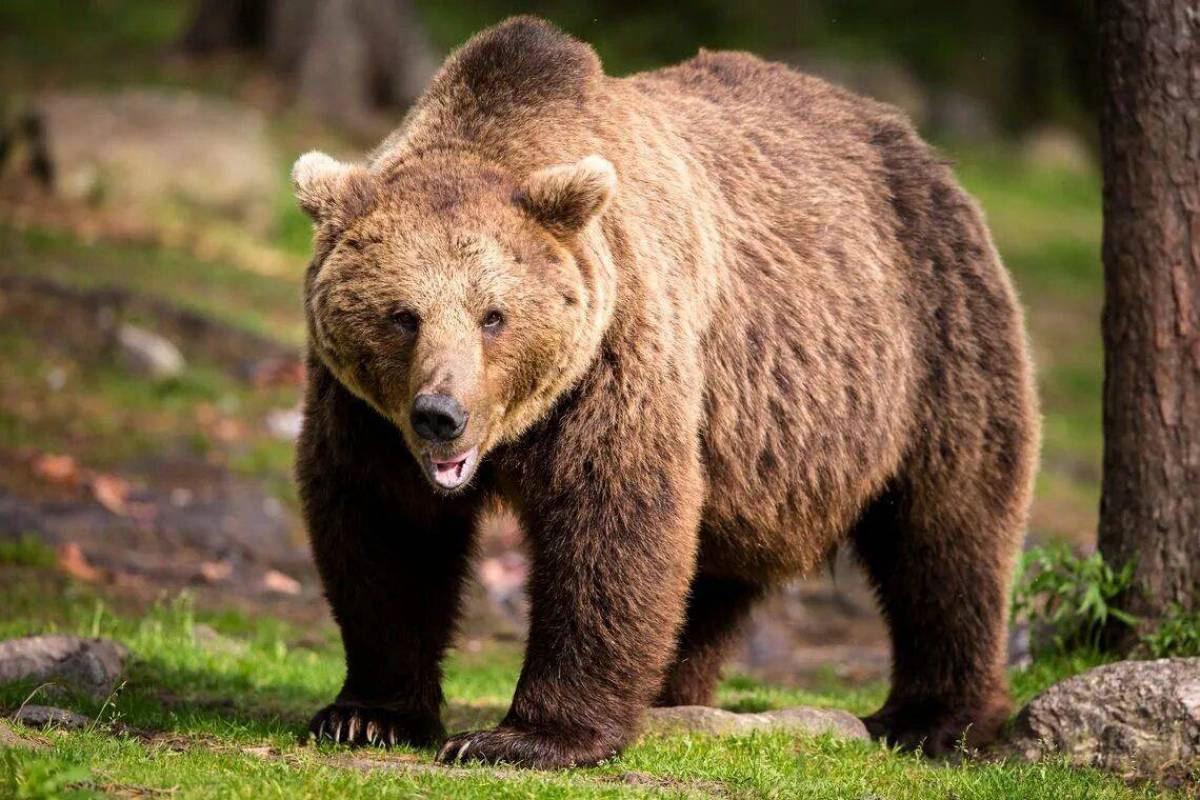 Bear picture. Бурый медведь. Аляскинский бурый медведь. Апеннинский бурый медведь. Бурый медведь Финляндия.