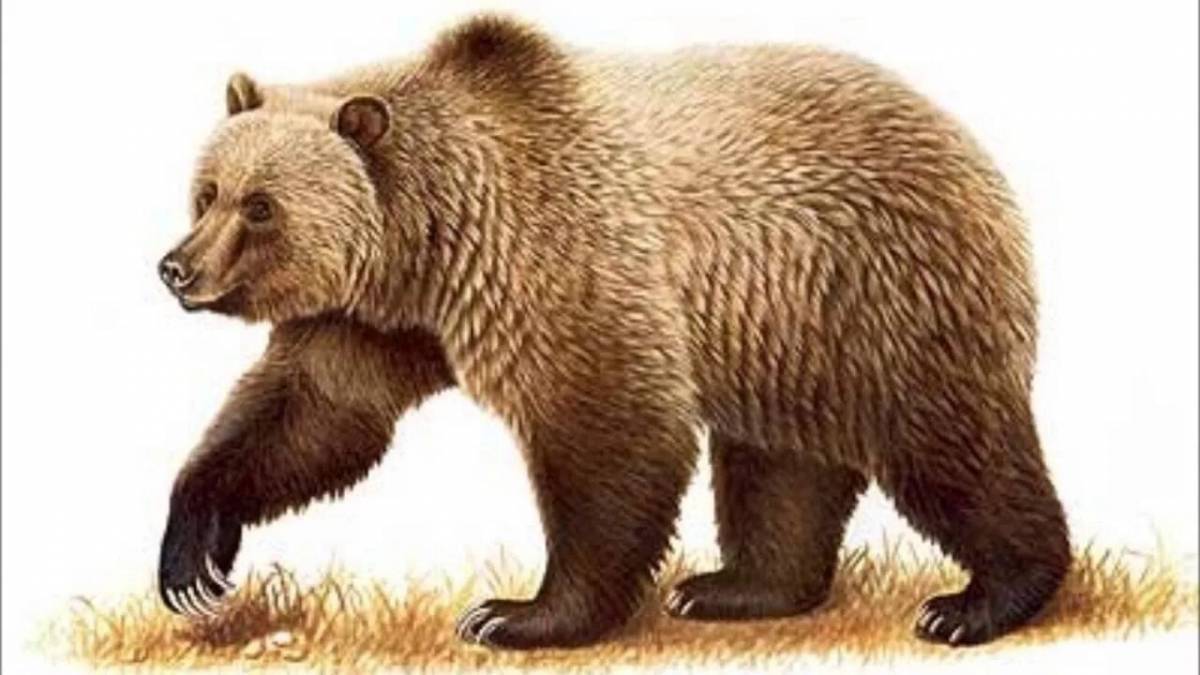 Медведь картинка для детей #11