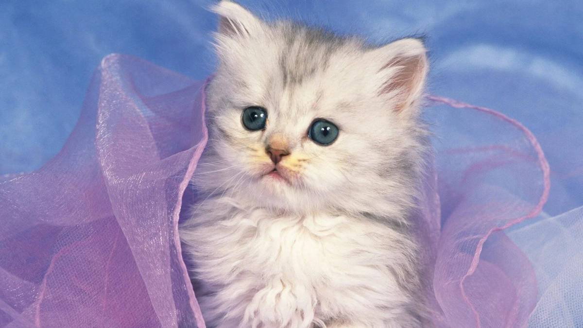 Милые котята #19