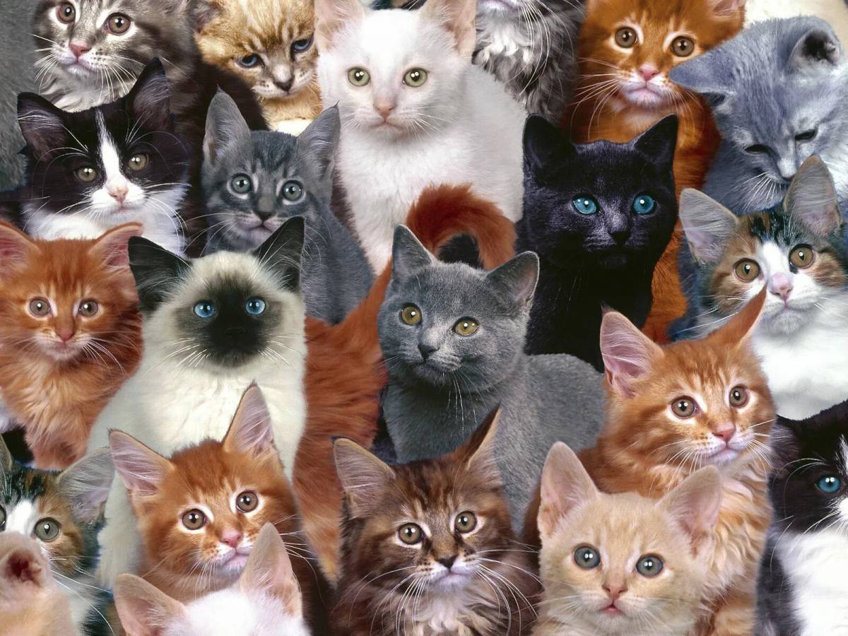 Картинка много фото. Разные кошки. Разные породы кошек. Кошки разных цветов. Много кошек.