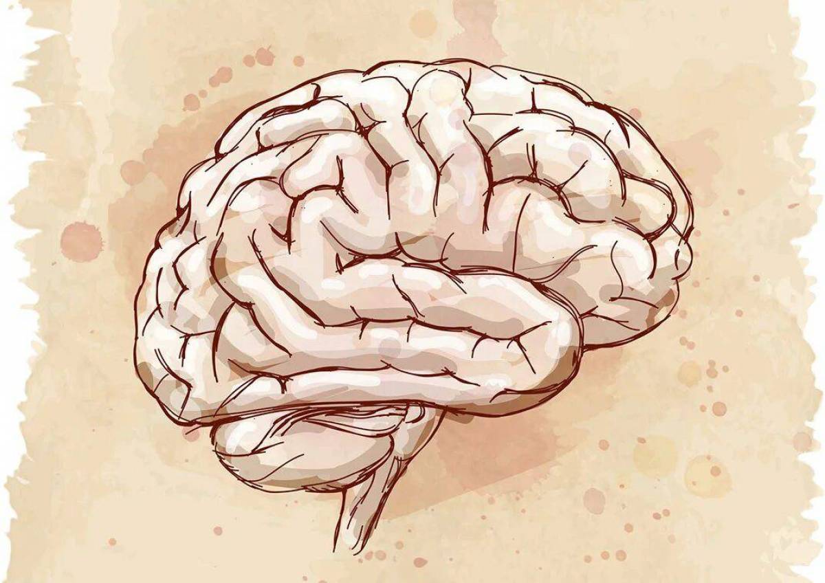 Мозг #11