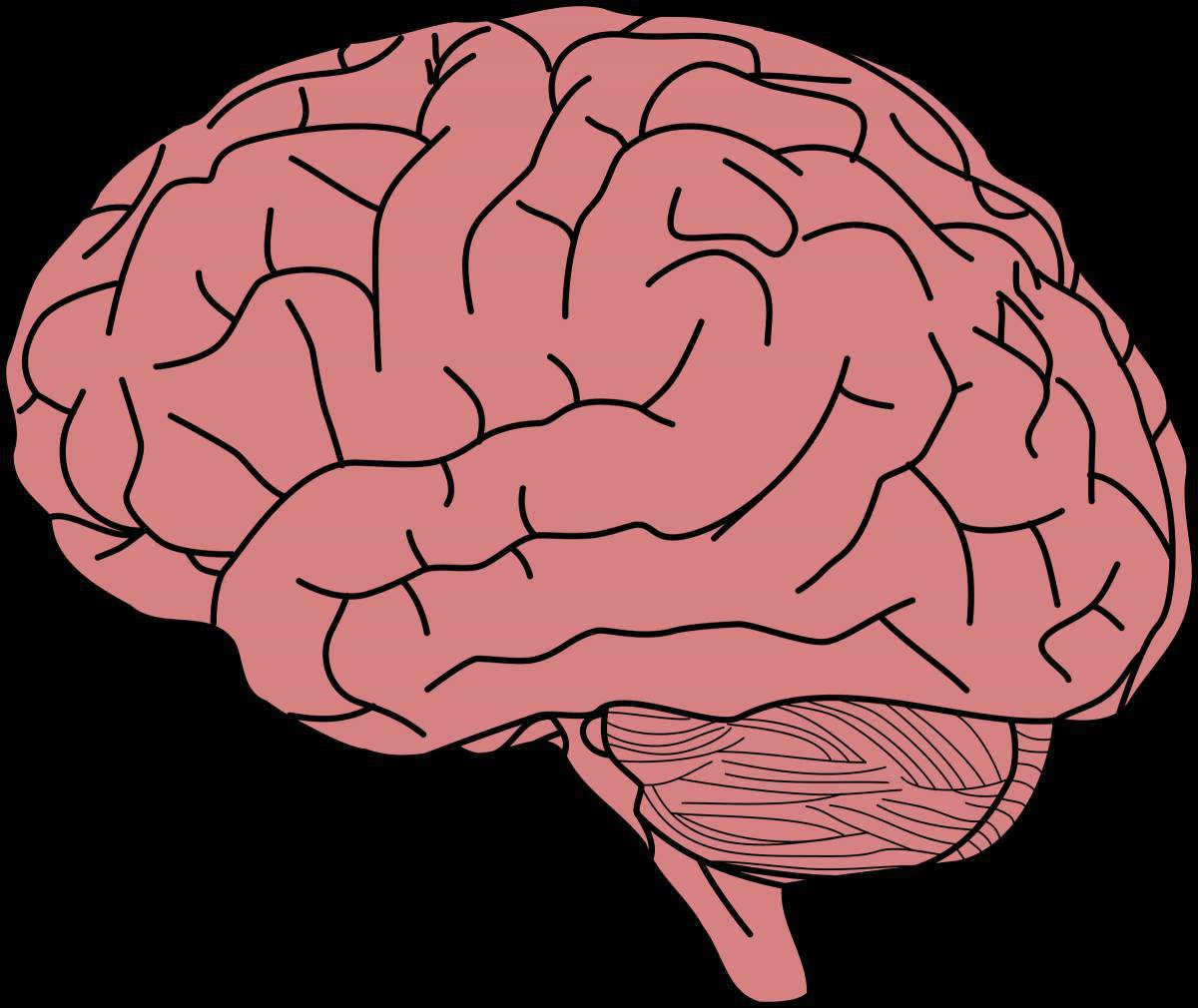 Мозг #35