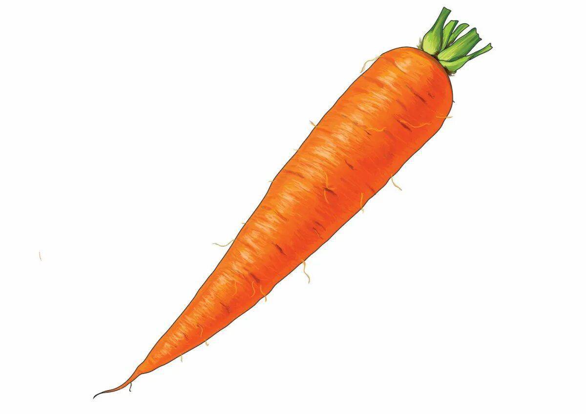 Морковка для детей #17