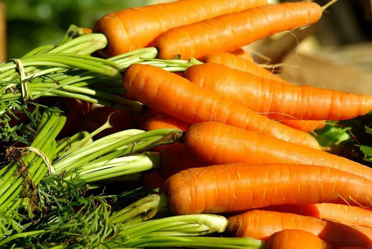 Морковь #5