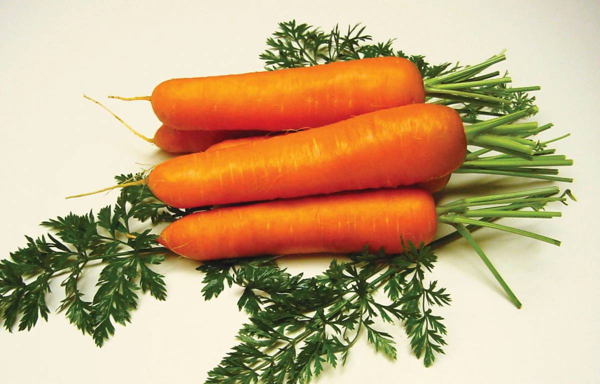Морковь #6