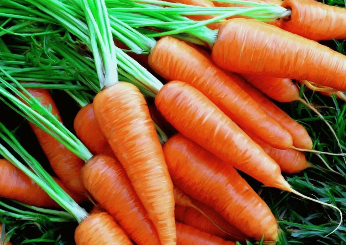 Морковь #7