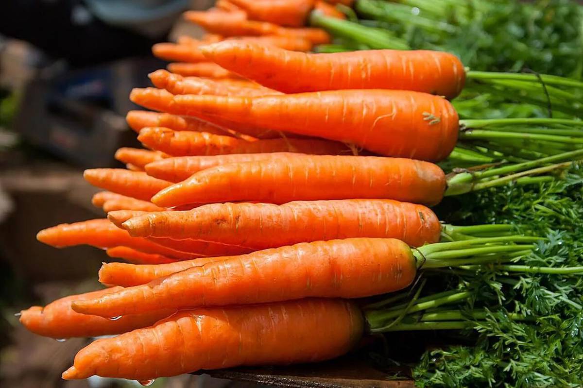 Морковь #10