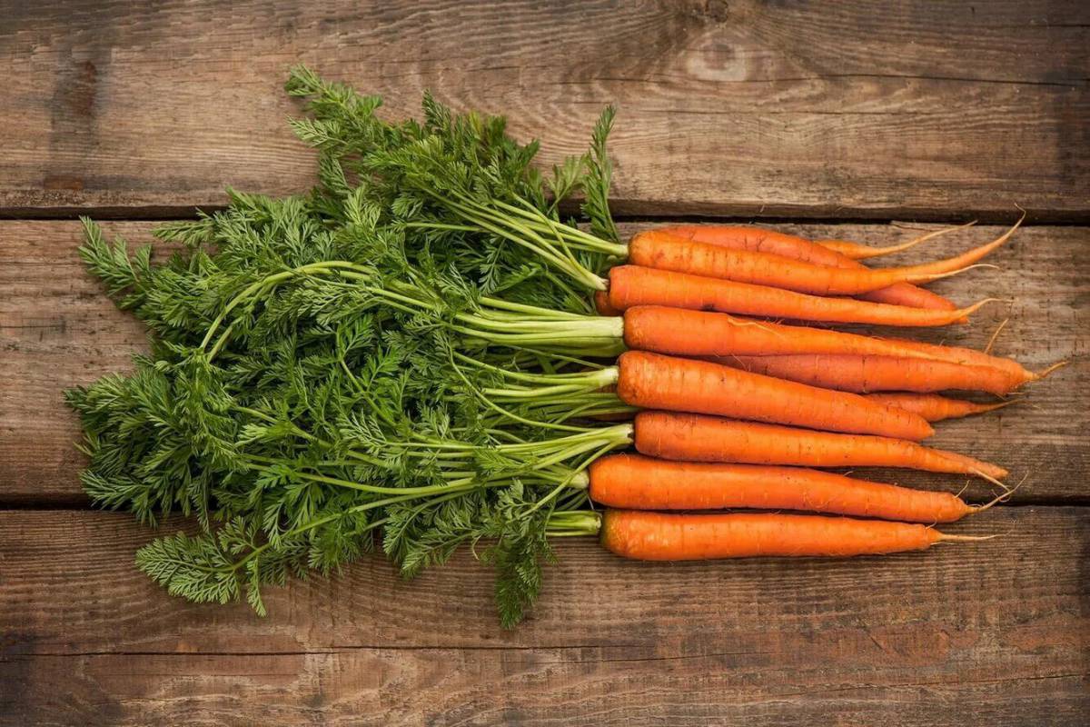 Морковь #11