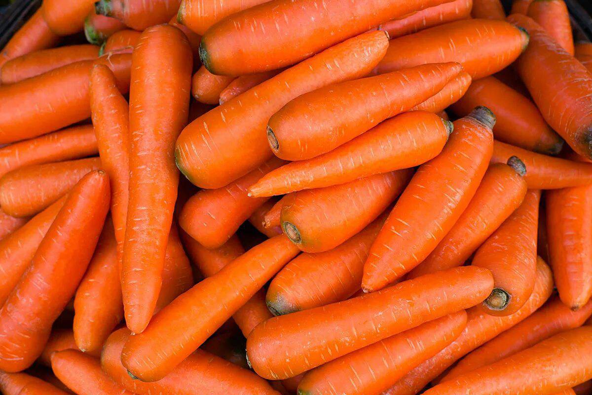Морковь #12
