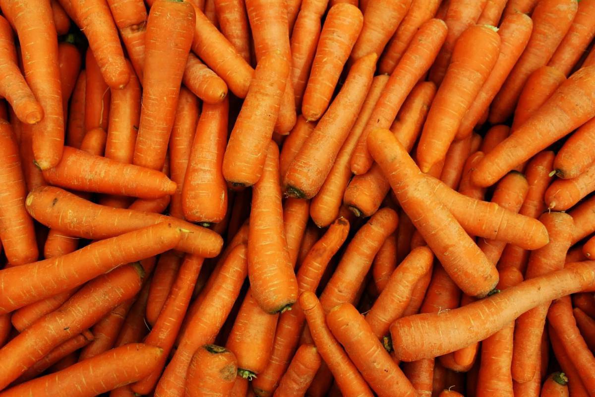 Морковь #15