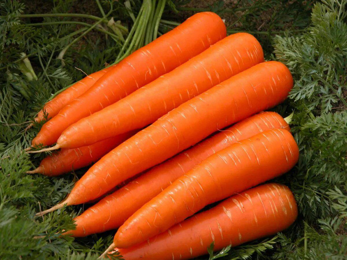 Морковь #18