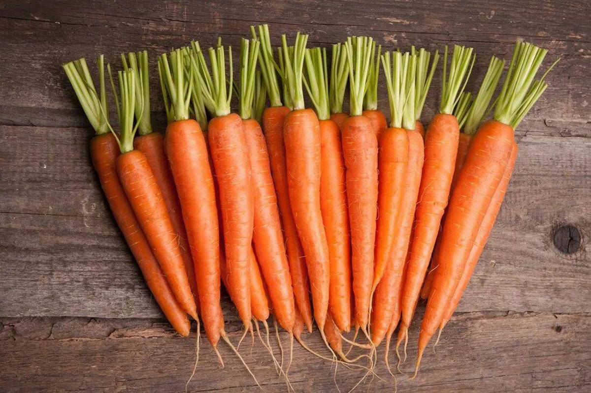 Морковь #19