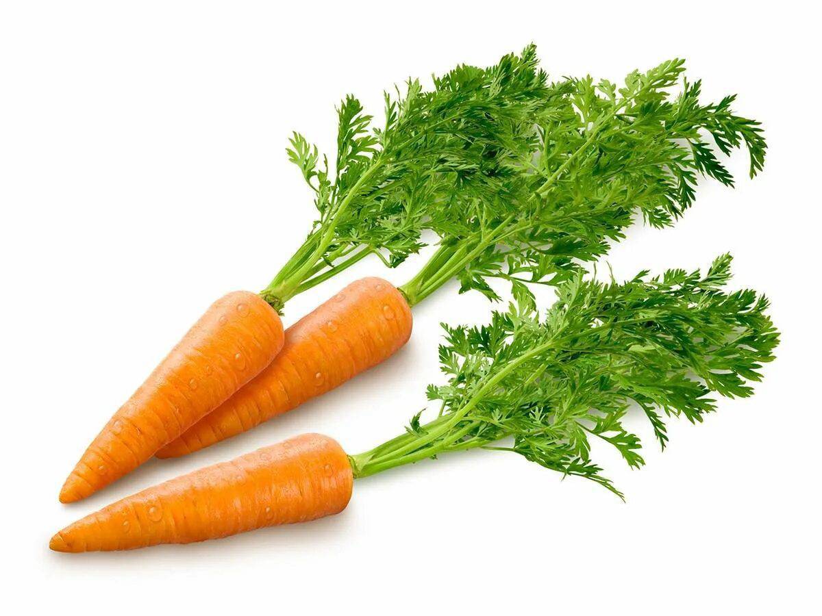 Морковь #24