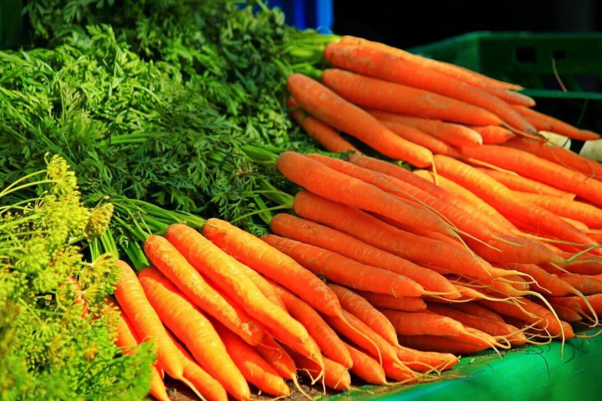 Морковь #28