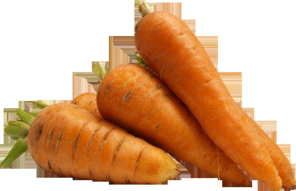 Морковь #29