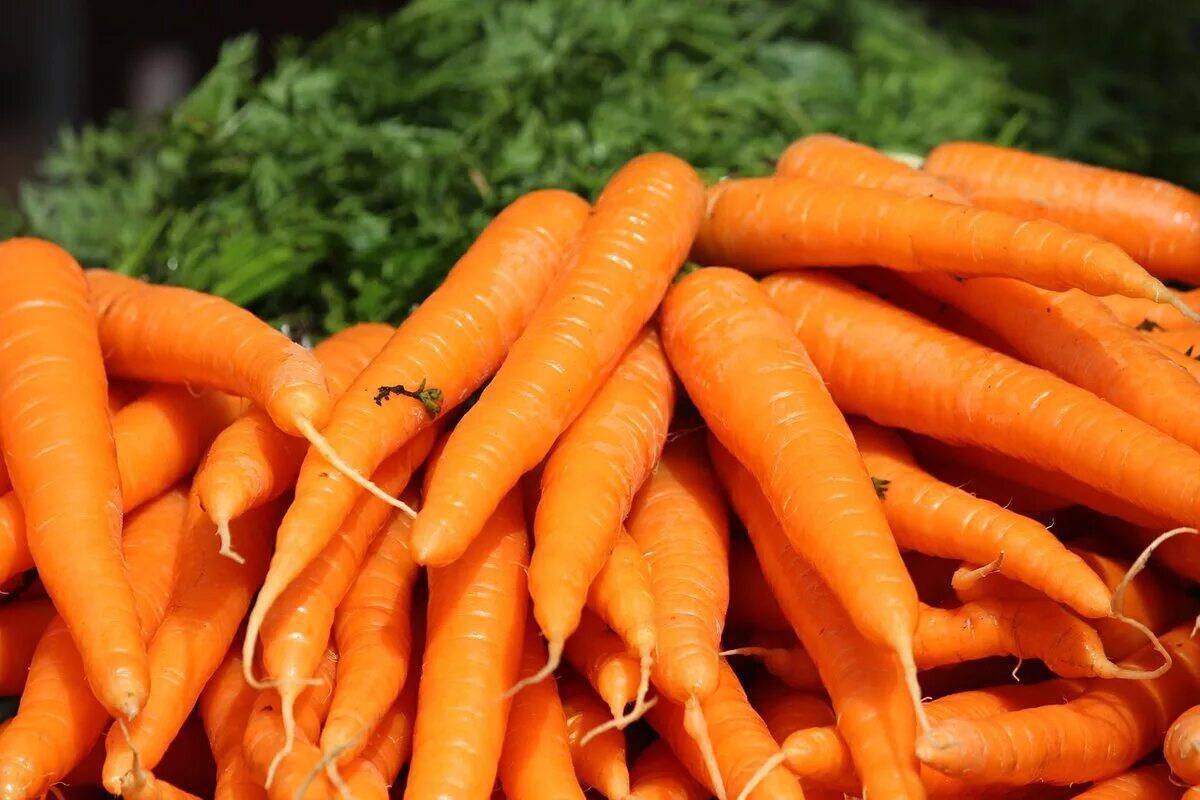 Морковь #30