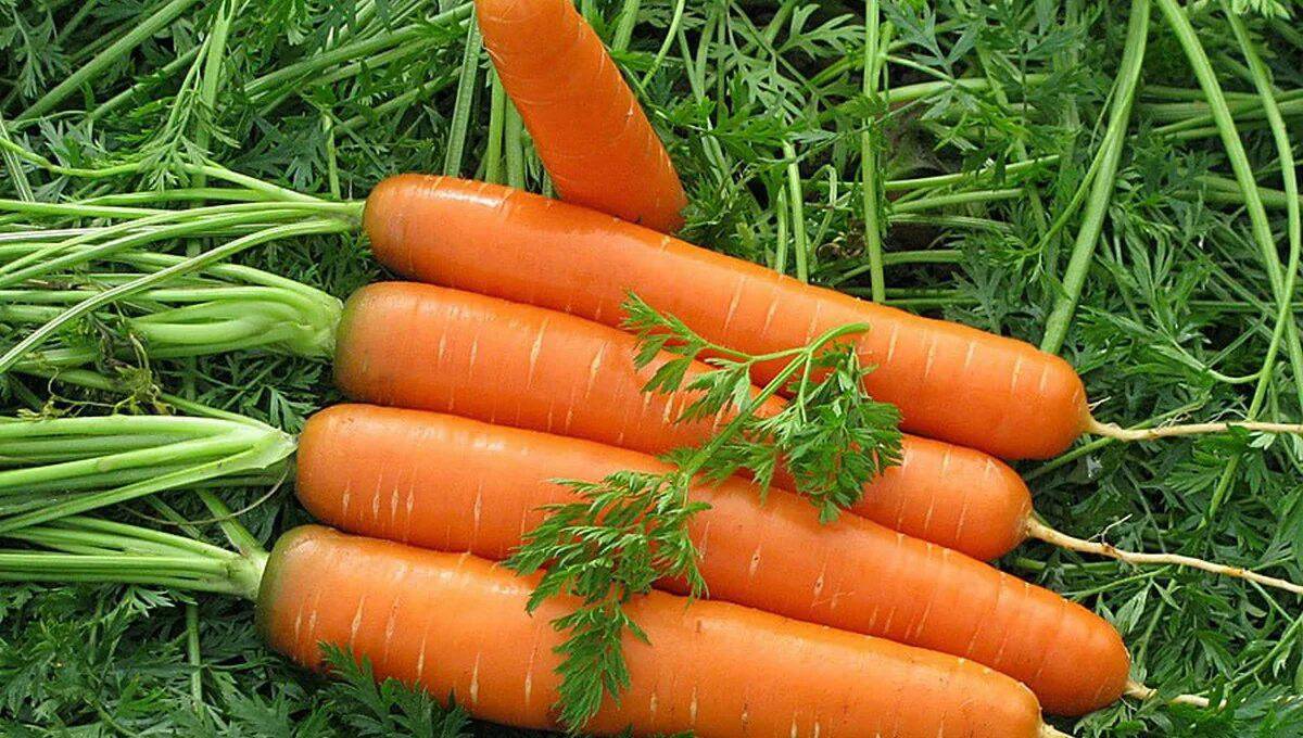 Морковь #32