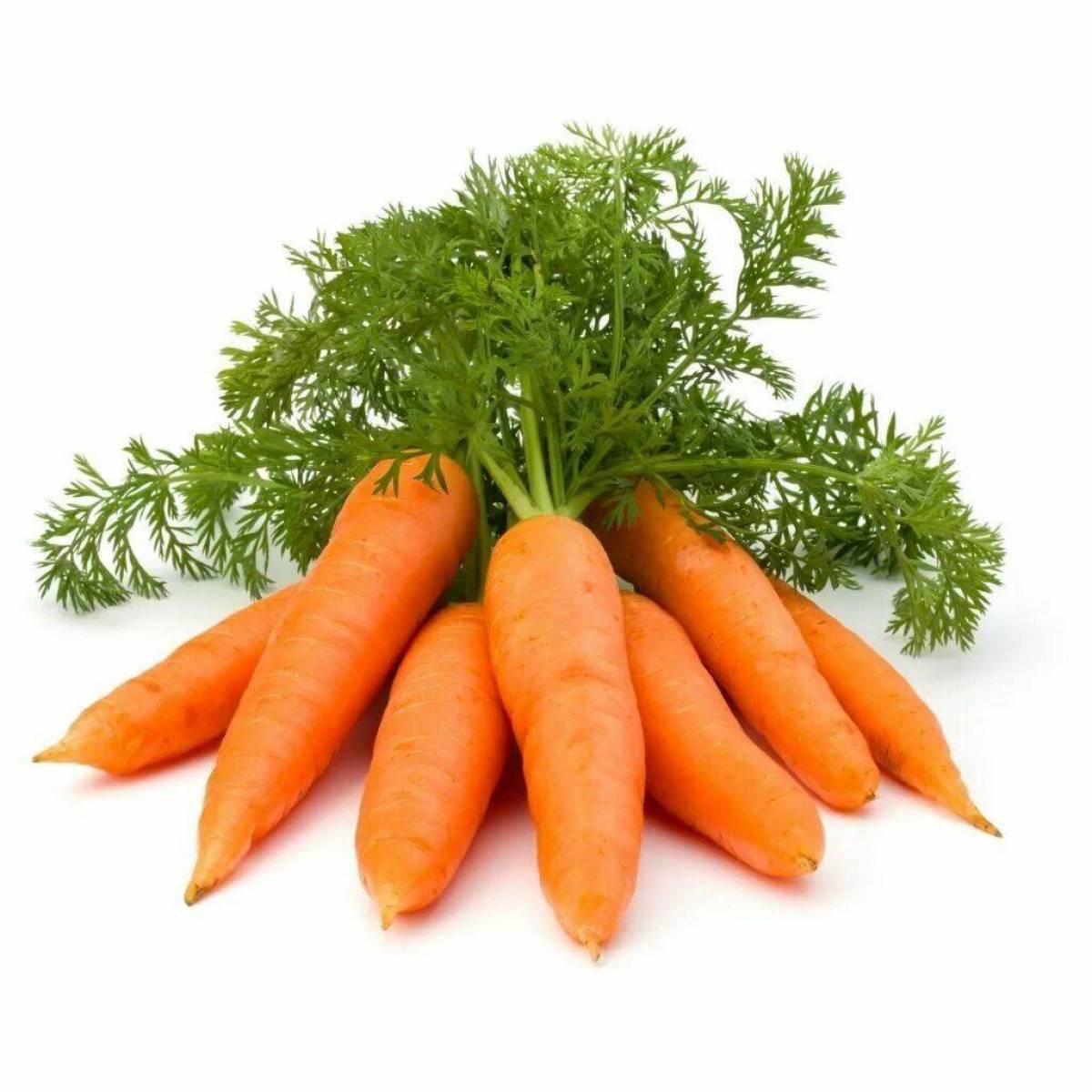 Морковь #35