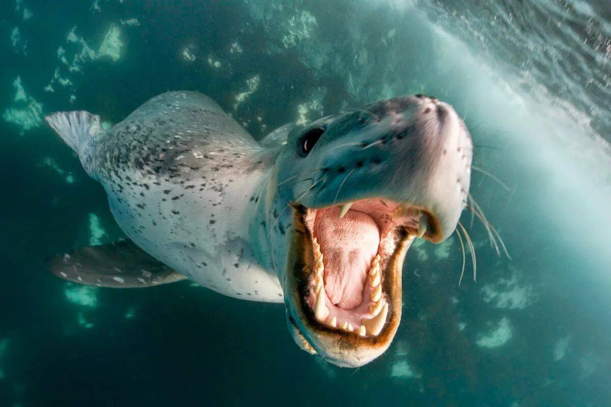 Морской леопард #30