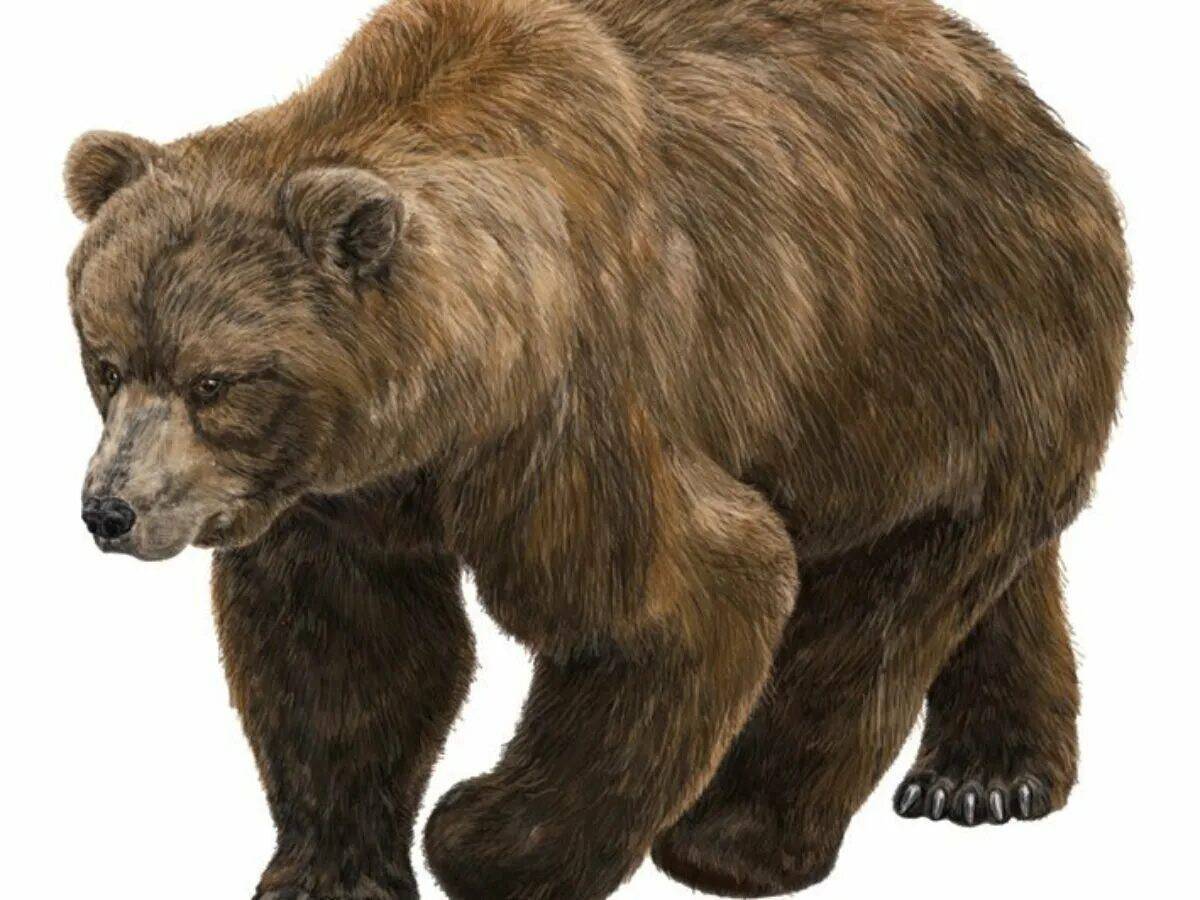 медведь на прозрачном фоне. бурый медведь на прозрачном фоне. картинка медведя без фона. картинка медведя без фона. картинка медведя без фона.