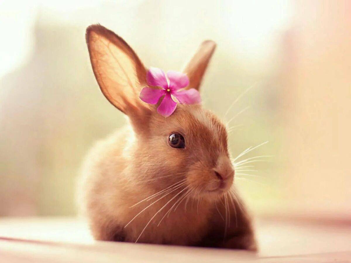 Милые картинки. Милый кролик. Красивые кролики. Красивый зайчик. Миленький кролик.