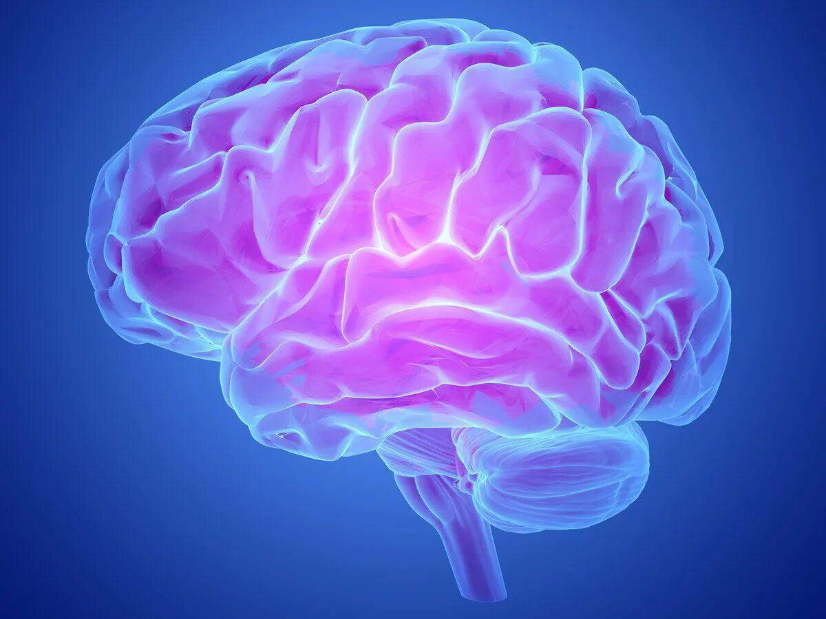 Красивый мозг. Головной мозг. Brain imaging