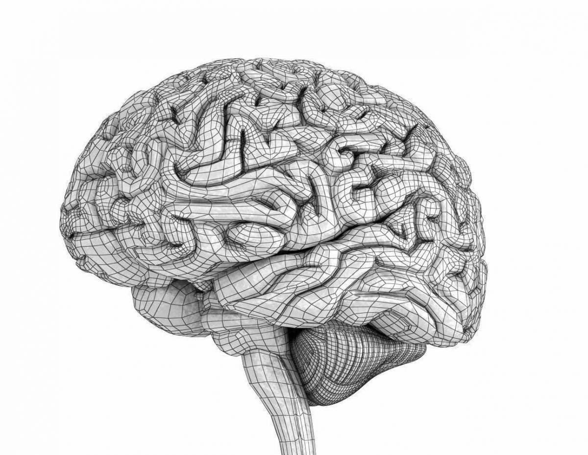 Головной мозг курс. Изображение мозга человека. Мозг рисунок.