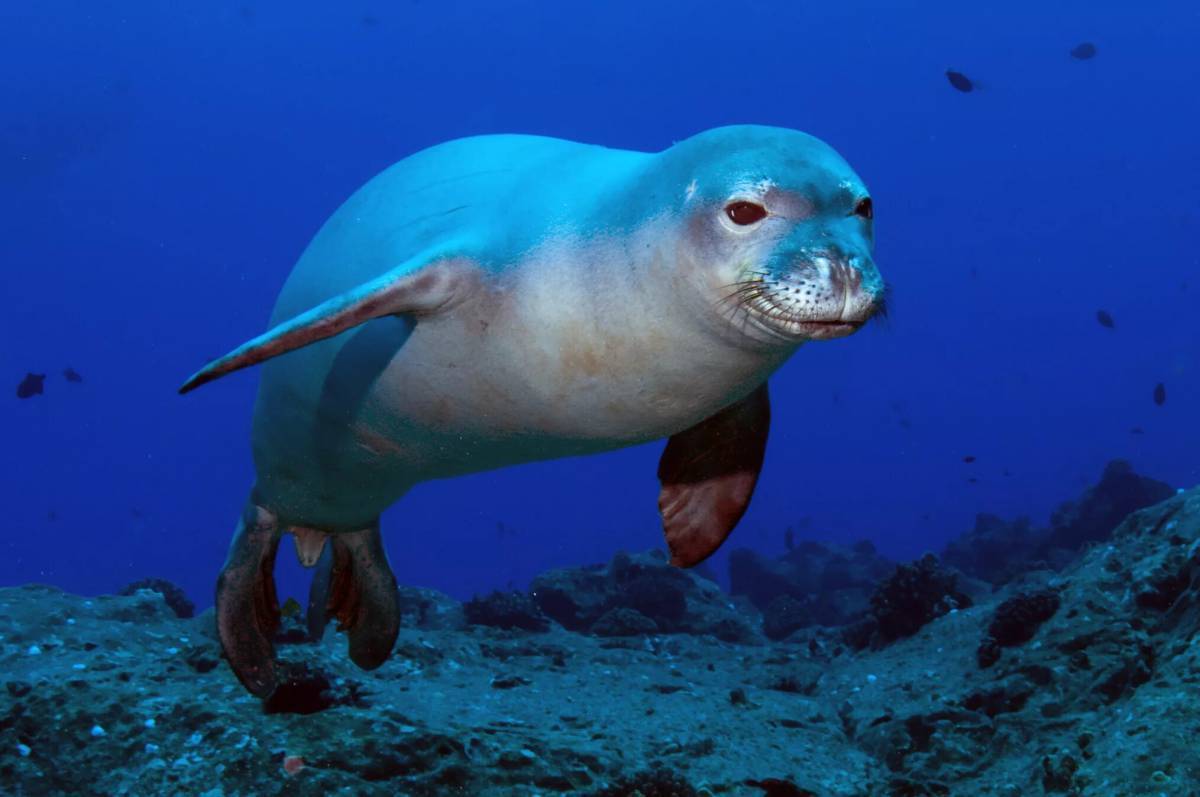 Морское животное 5 букв. Тюлень-монах monachus monachus. Тюлень монах белобрюхий. Средиземноморский тюлень-монах. Карибский тюлень-монах (monachus tropicalis).