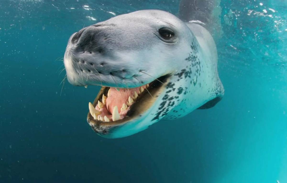 Фото морского леопарда. Кирсти Браун морской леопард. Морской леопард. Морской леопард и крабоед. Ластоногие морской леопард.