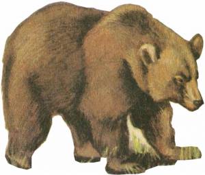 Раскраска медведь картинка для детей #19 #112014