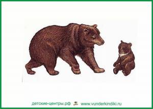 Раскраска медведь картинка для детей #24 #112019