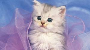 Раскраска милые котята #19 #113126