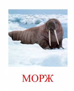 Раскраска морж для детей #6 #115422