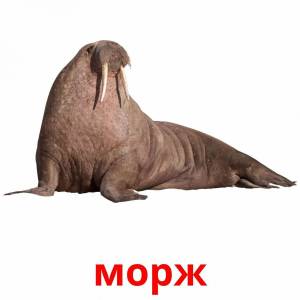 Раскраска морж для детей #26 #115442